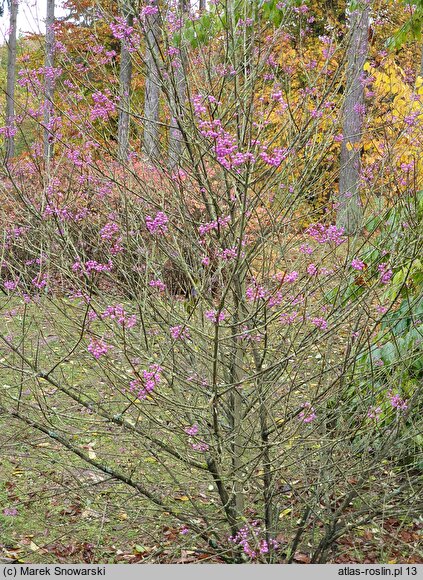 Callicarpa americana (pięknotka amerykańska)