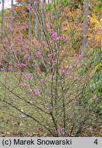 Callicarpa americana (pięknotka amerykańska)