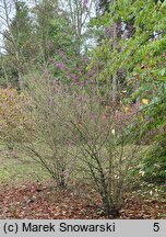 Callicarpa americana (pięknotka amerykańska)