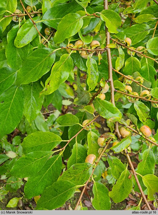 Diospyros lotus (hurma kaukaska)