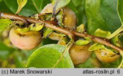 Diospyros lotus (hurma kaukaska)