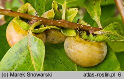 Diospyros lotus (hurma kaukaska)