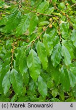 Diospyros lotus (hurma kaukaska)