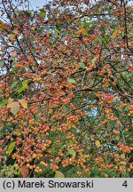 Malus rockii