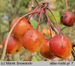 Malus rockii