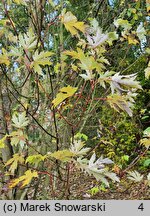 Acer saccharinum (klon srebrzysty)