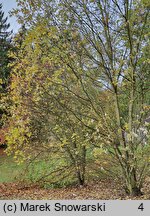 Acer saccharinum (klon srebrzysty)