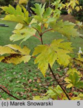 Acer saccharinum (klon srebrzysty)