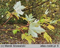 Acer saccharinum (klon srebrzysty)