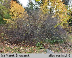 Osmaronia cerasiformis (śliwokrzew amerykański)