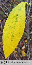 Osmaronia cerasiformis (śliwokrzew amerykański)