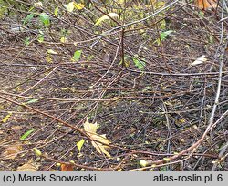 Osmaronia cerasiformis (śliwokrzew amerykański)