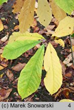 Asimina triloba (urodlin trójłatkowy)