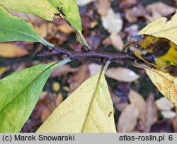 Asimina triloba (urodlin trójłatkowy)