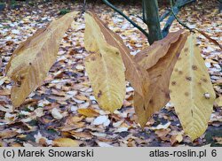 Asimina triloba (urodlin trójłatkowy)