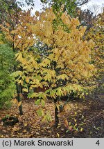 Asimina triloba (urodlin trójłatkowy)