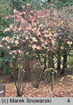 Viburnum dilatatum (kalina szorstkowłosa)