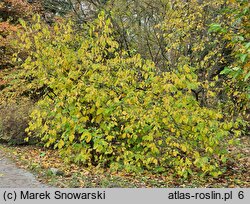 Halesia tetraptera (ośnieża czteroskrzydła)