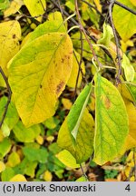 Halesia tetraptera (ośnieża czteroskrzydła)