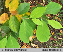 Pterostyrax corymbosus (styrakowiec chiński)