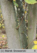 Pterostyrax corymbosus (styrakowiec chiński)