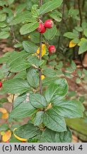 Cotoneaster dielsianus (irga Dielsa)