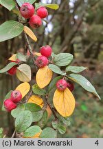 Cotoneaster dielsianus (irga Dielsa)