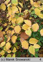 Corylopsis sinensis (leszczynowiec chiński)