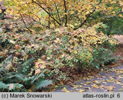 Corylopsis sinensis (leszczynowiec chiński)