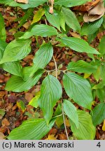 Cornus officinalis (dereń japoński)