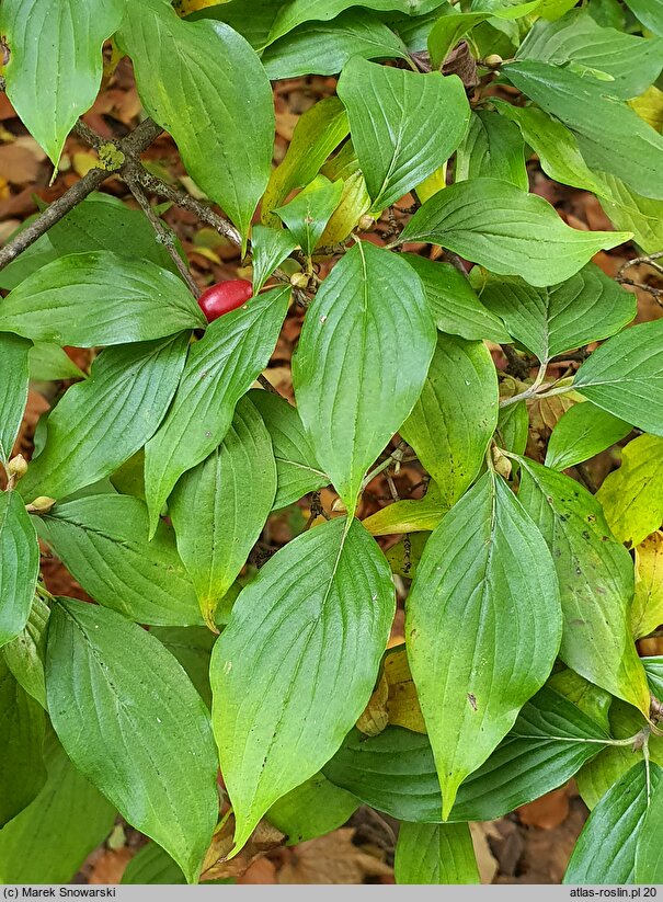 Cornus officinalis (dereń japoński)