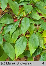 Cornus officinalis (dereń japoński)