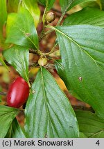 Cornus officinalis (dereń japoński)