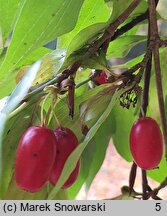 Cornus officinalis (dereń japoński)