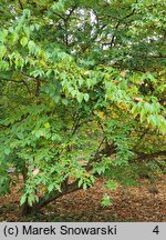 Cornus officinalis (dereń japoński)