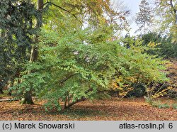 Cornus officinalis (dereń japoński)