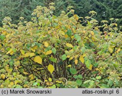 Hydrangea aspera (hortensja kosmata)