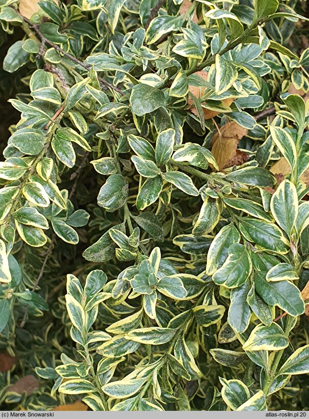 Buxus sempervirens Aureovariegata