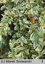 Buxus sempervirens Aureovariegata