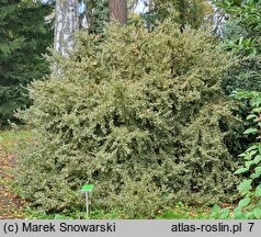 Buxus sempervirens Aureovariegata