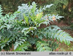 Mahonia japonica (mahonia japońska)