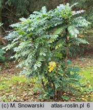 Mahonia japonica (mahonia japońska)