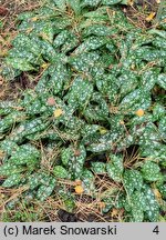 Pulmonaria Trevi Fountain