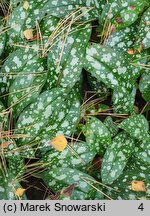 Pulmonaria Trevi Fountain