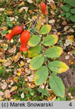 Rosa moyesii (róża Moyesa)