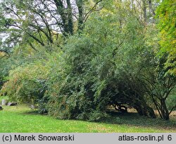 Lonicera maackii (wiciokrzew Maacka)