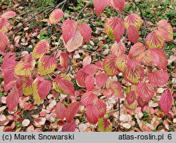 Viburnum dentatum (kalina zębata)