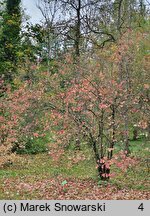 Viburnum dentatum (kalina zębata)