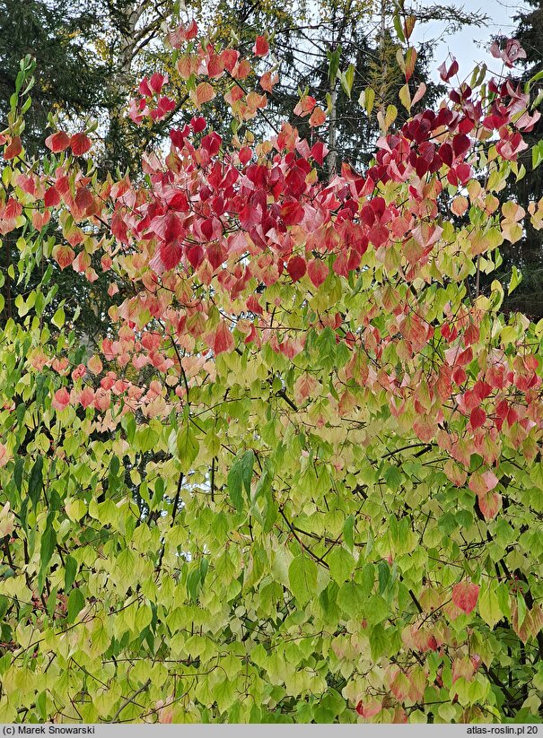 Viburnum dasyanthum