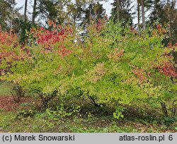 Viburnum dasyanthum